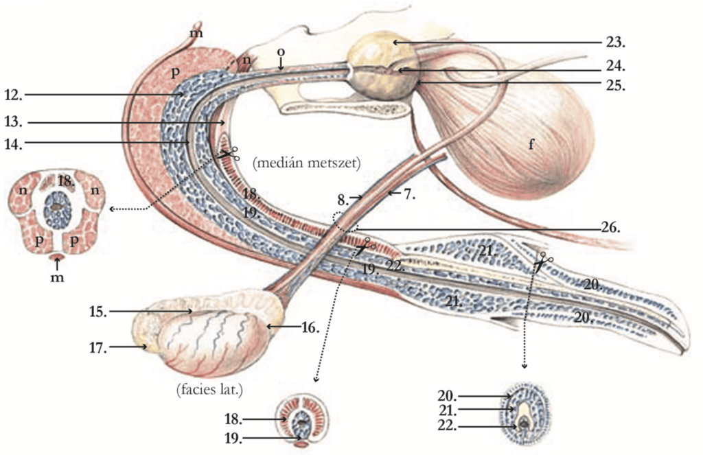 Male Dog Reproductive Anatomy Diagram The Anatomy And Physiology Of