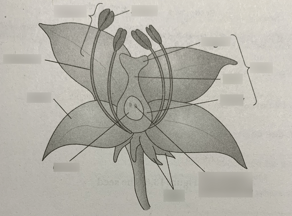 bio - flower Diagram | Quizlet