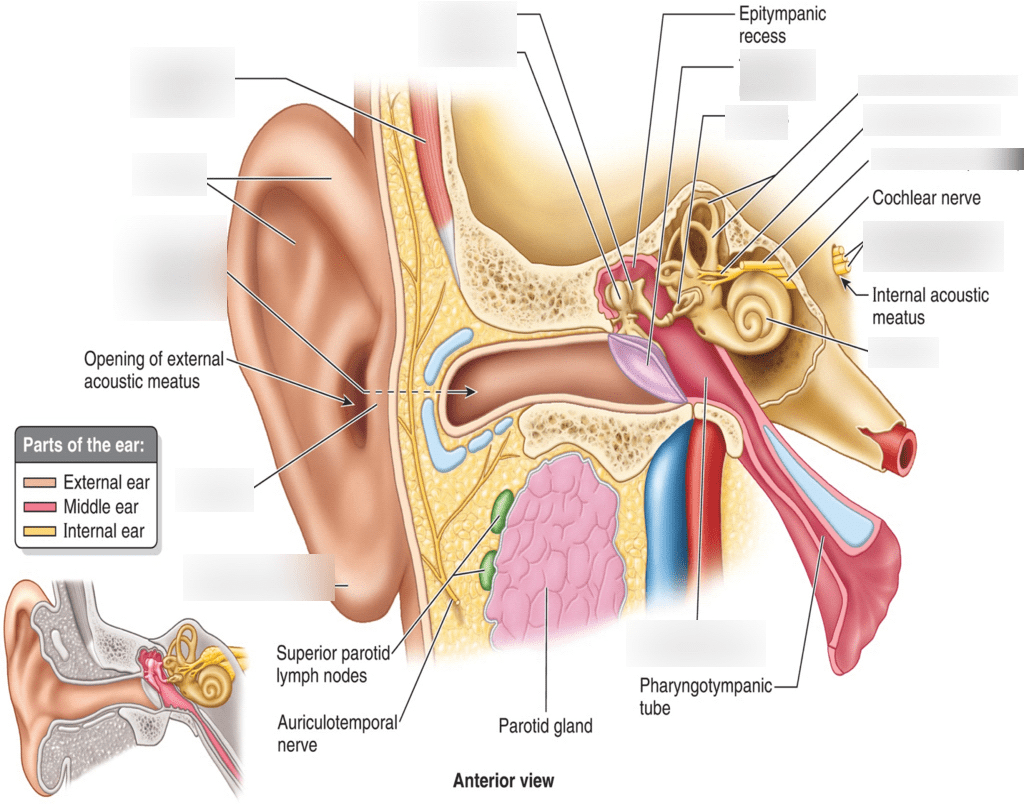 Ear Diagram Diagram | Quizlet