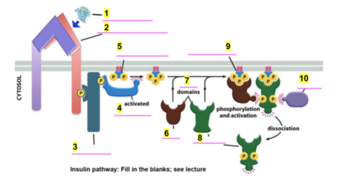 Insulin Diagram Flashcards | Quizlet