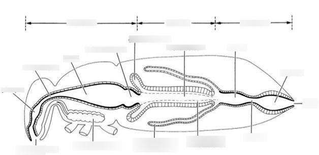 Insect digestive system Diagram | Quizlet