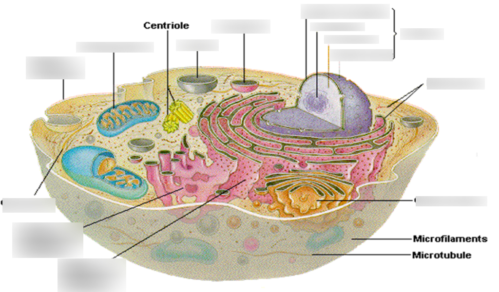 Cell Structure Terms & Definitions for Biology Study Flashcards | Quizlet
