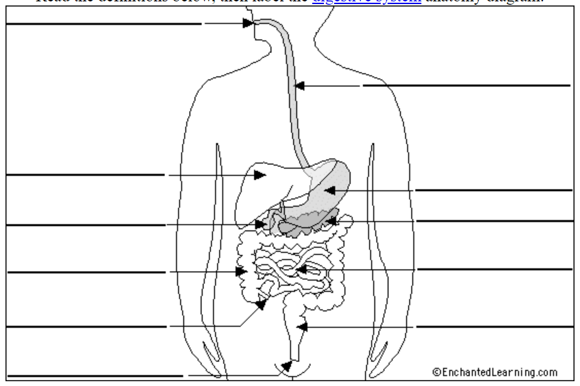 The Digestive System Year 8 Diagram | Quizlet