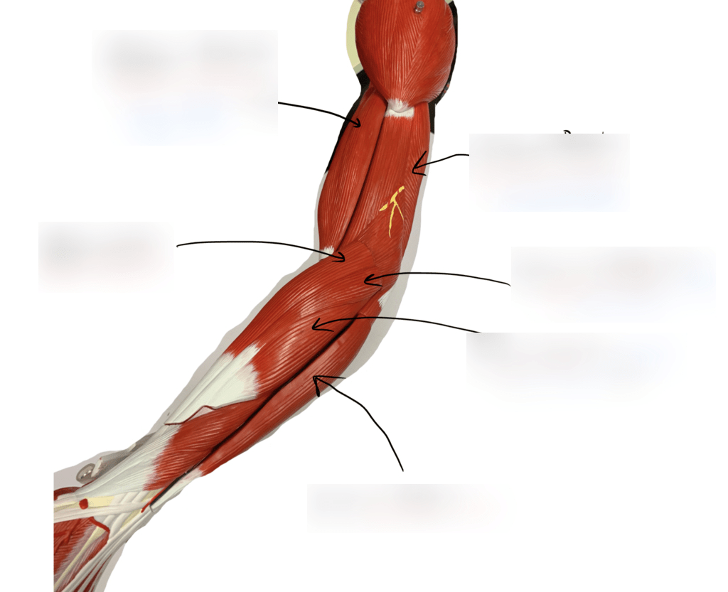 Extensor Muscles Pt. 2 Diagram | Quizlet