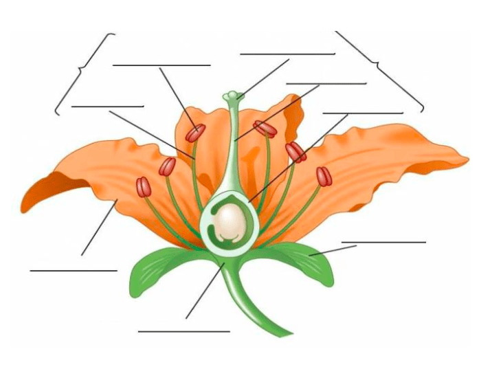 Reproduction in Flowering Plants Diagram Quizlet