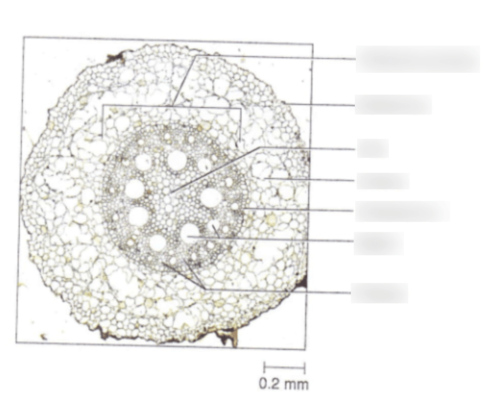 Monocot Root Diagram I Diagram | Quizlet