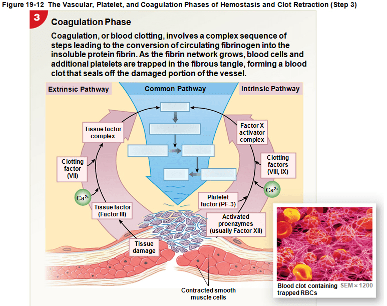 197 Coagulation Pathway) Diagram Quizlet