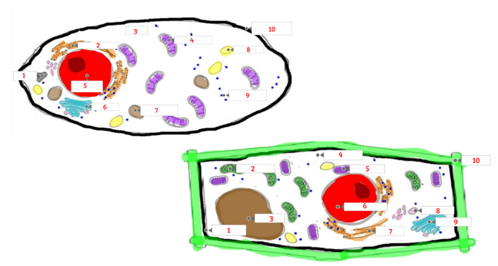 New-Organelles and Functions Diagram | Quizlet