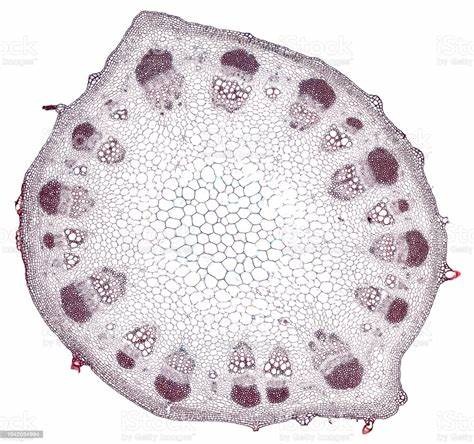 图表 · Cross section of dicotyledonous stem | Quizlet
