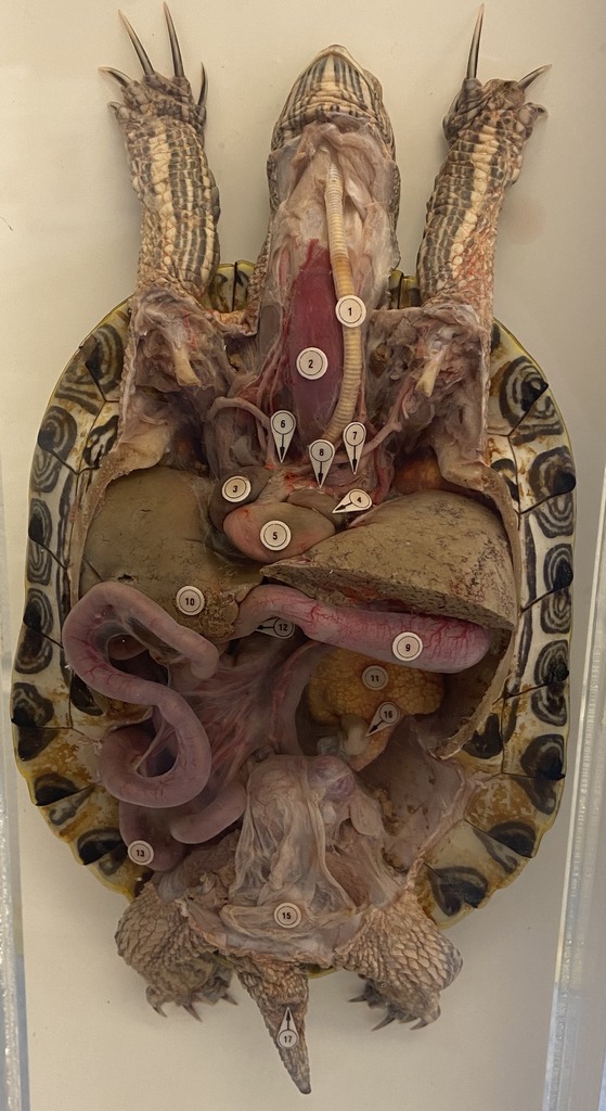 Turtle Internal Anatomy Diagram Quizlet