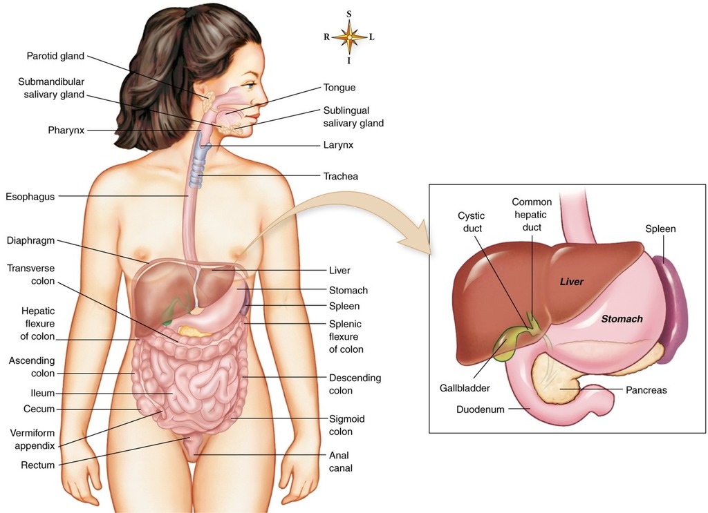 Digestive System Diagram And Functions