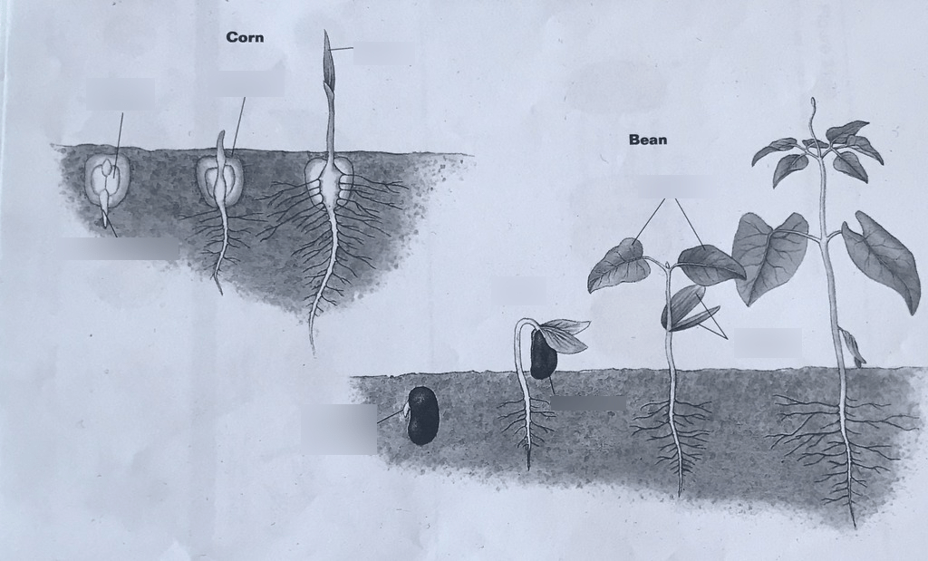 Events in Germination Diagram | Quizlet