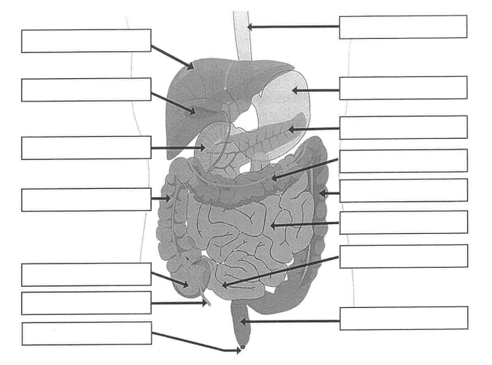 digestive system labeling Diagram | Quizlet
