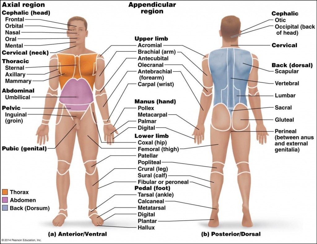 Anterior and Posterior Body Landmarks Diagram Quizlet