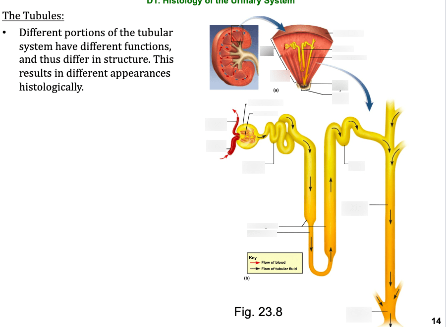 The Tubules Diagram Quizlet