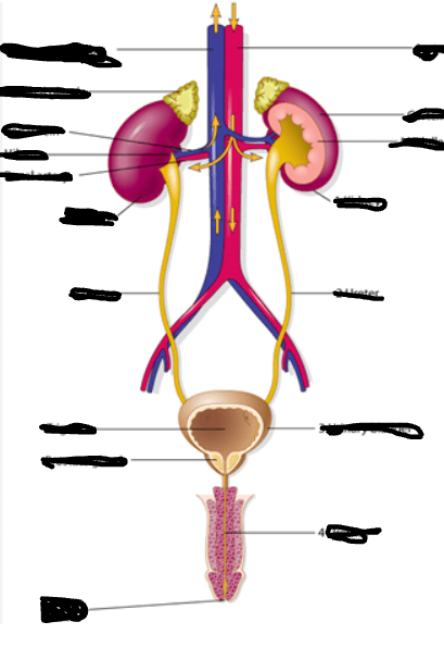 chapter 7 urinary system quiz Diagram | Quizlet