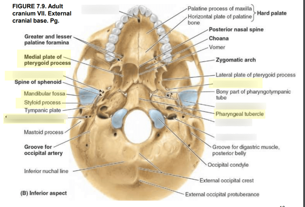 Cranial Base Diagram Quizlet