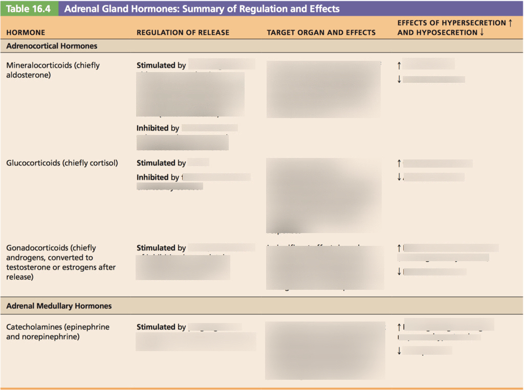 Adrenal Gland Hormone Diagram Quizlet