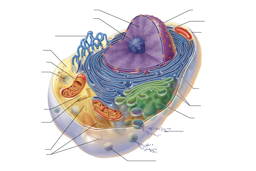 Structure of a Cell Diagram | Quizlet