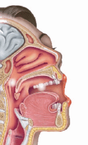 The Respiratory System Flashcards | Quizlet
