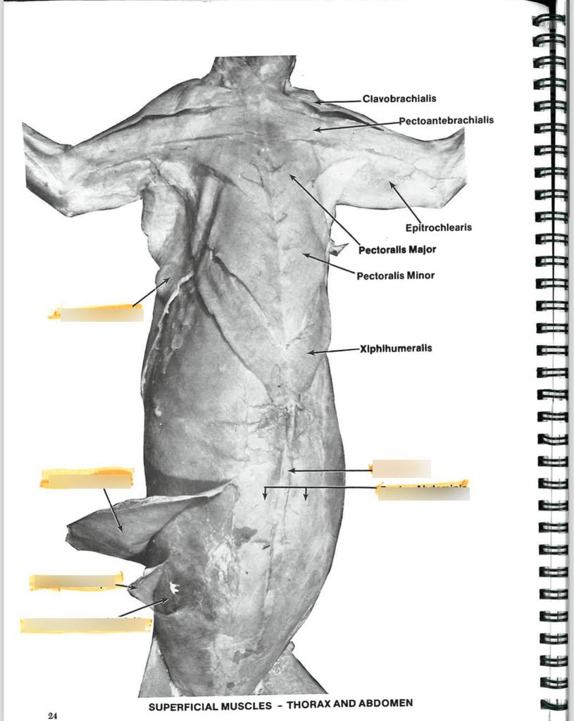 Lab Exam 2 Label Cat Muscles Diagram Quizlet