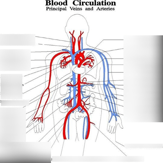 arteries and veins Diagram | Quizlet