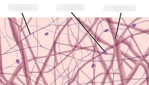 Connective Tissue Diagram Diagram | Quizlet
