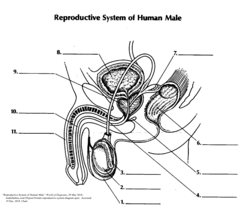 31 Label The Parts Of The Male Reproductive System Labels Database 2020