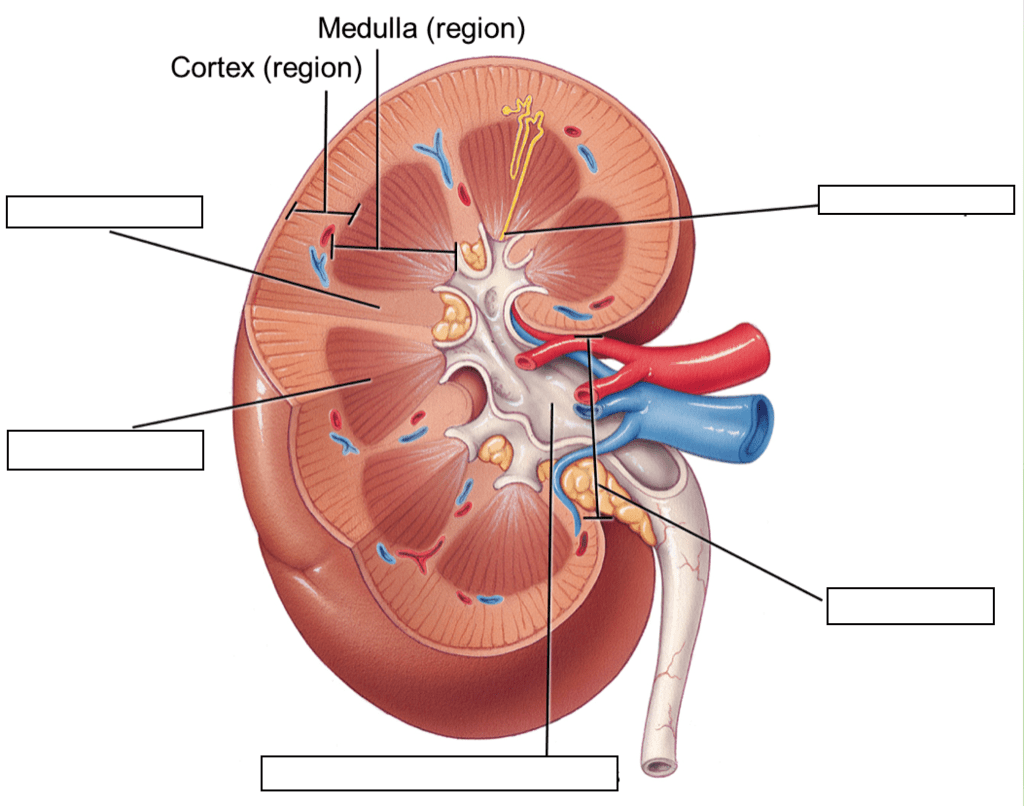 Kidney structures 2 Diagram | Quizlet