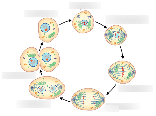 MITOSIS Diagram | Quizlet