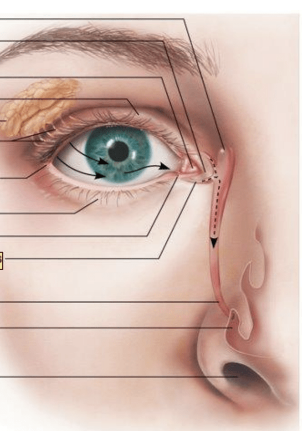 eye/accessory structures Diagram | Quizlet