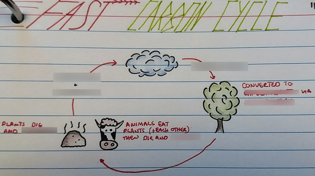 ELSS Fast Carbon Cycle Diagram | Quizlet