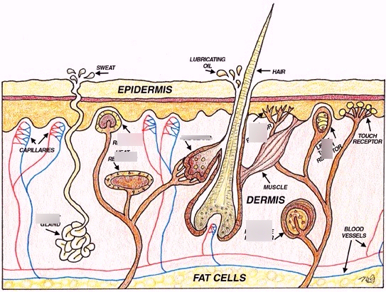 Skin Diagram Advanced Diagram | Quizlet