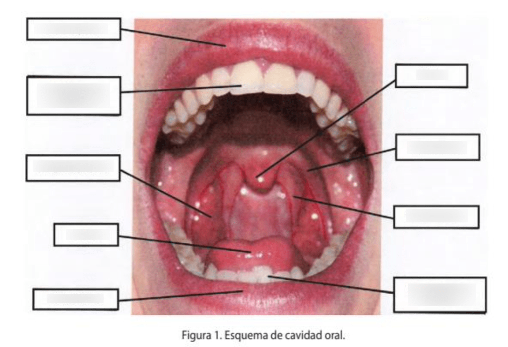 LABELLED MOUTH Diagram | Quizlet