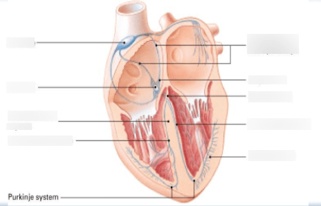 Diagram of Diagram: Conduction System of the Heart | Quizlet
