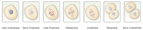 Exercise 3 Anatomy of the Cell and Cell Division