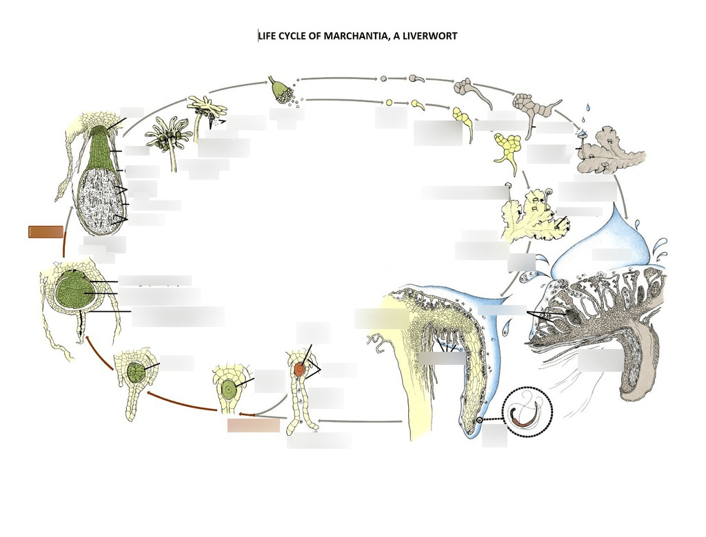 bsc 371 exam 3: life cycle of a liverwort // Marchantia Diagram | Quizlet