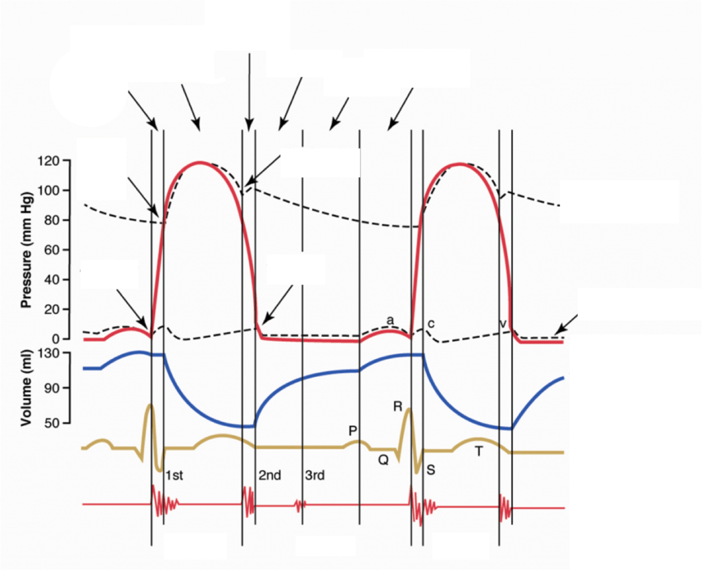 Wiggers Diagram Diagram | Quizlet