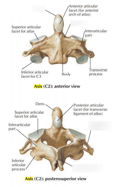 Axis Diagram | Quizlet