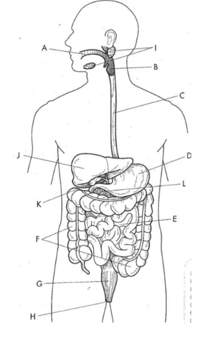 digestive system diagram Diagram | Quizlet