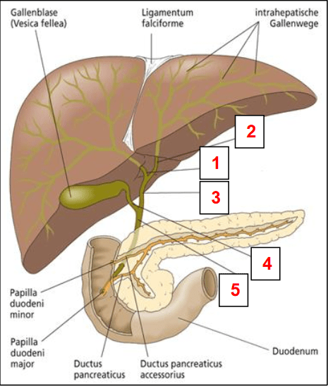 Gallengangsystem Diagram | Quizlet