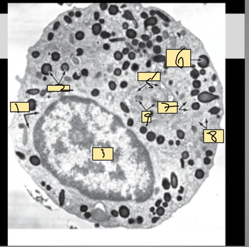 Electron microscopy Flashcards | Quizlet
