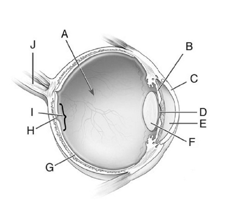 AP Psych - parts of the eye Diagram | Quizlet