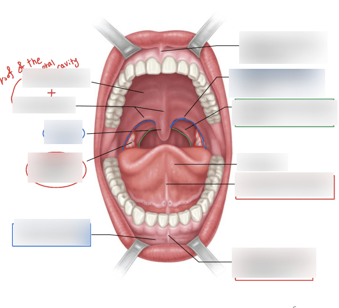 Mouth and Oral Cavity Diagram Quizlet