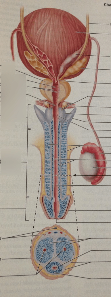 Male Anatomy Diagram | Quizlet