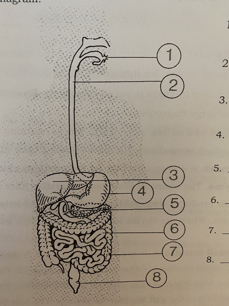 Well Labeled Diagram Of Human Digestive System Class 7