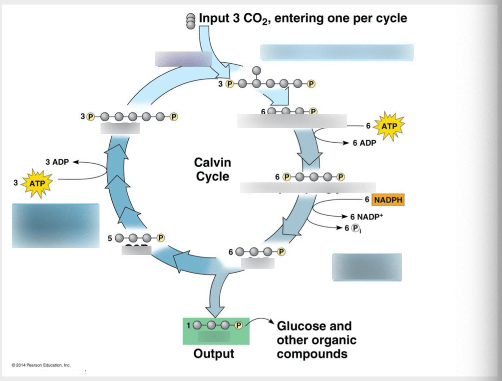 Calvin Cycle Diagram | Quizlet