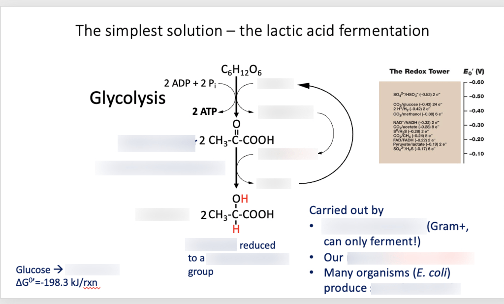 Lecture 22 lactic acid fermentation breakdown Diagram Quizlet