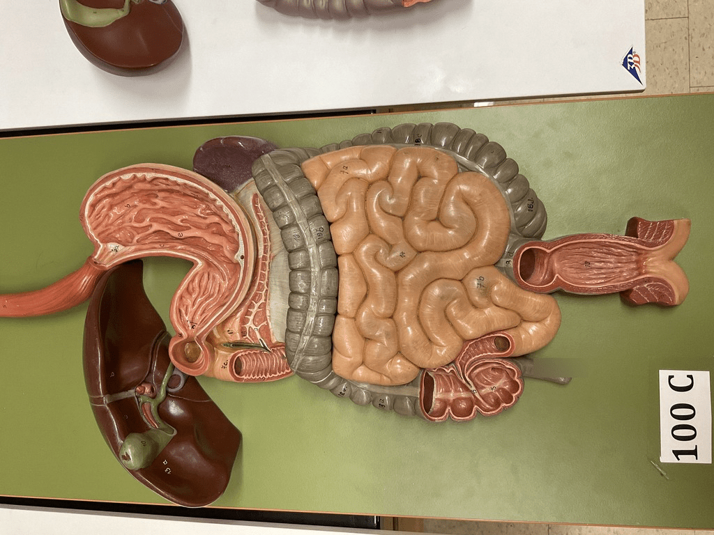 Unit 5 lab: digestive Diagram | Quizlet