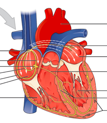 Conduction system of the heart Diagram | Quizlet